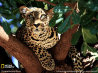 028-leopard-tree-kenya-sw.jpg