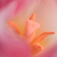 Tulipa-12.jpg